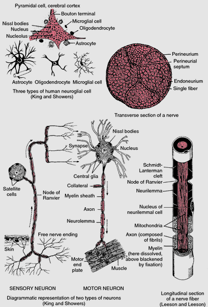Nervous Tissue, Glial Cells (Neuroglia), and Neurons - Chemistry in the